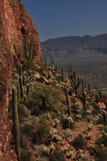 Saguaro